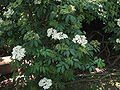 Sambucus nigra