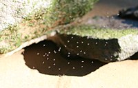 在澳大利亚乔治河国家公园（英语：Georges River National Park）出没的一群沙蝇