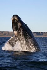 Southern right whale