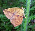 Tetragonus sp., a day-flying callidulid moth holds its wings like a butterfly but lacks the knobbed antennae