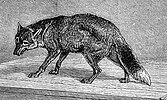 A drawing of a Falkland Islands wolf published in The Illustrated London News (1873).