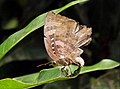 female laying eggs