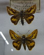 Museum specimen