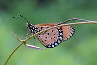 Imago (ventral view)