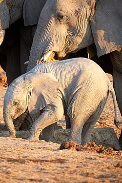 African bush elephant baby (loxodonta africana) under mother's protection at Okaukuejo waterhole in Etosha National Park Namibia