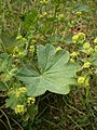 Alchemilla vulgaris leaf