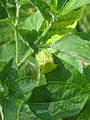 Anisodous luridus in flower