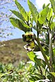 Flowering Anisodus tanguticus in profile