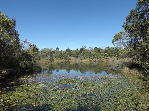 Billabong at Berrinba Wetlands