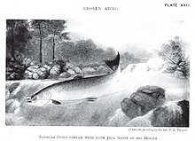 black and white drawing of jumping fish