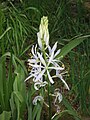 Camassia cusickii