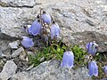 Campanula cochleariifolia