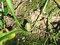 Colchicum alpinum seed pod