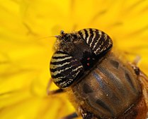 Female eyes (Close-up)