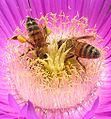 Western honey bees, Lebanon.