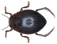 Hyphydrus ovatus