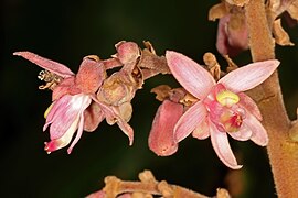 Close up of flowers