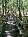 The Crossover Trail at Leon Sinks Geological Area in May 2005.