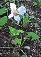 Meconopsis betonicifolia