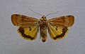 Least yellow underwing Noctua interposita Noctuinae