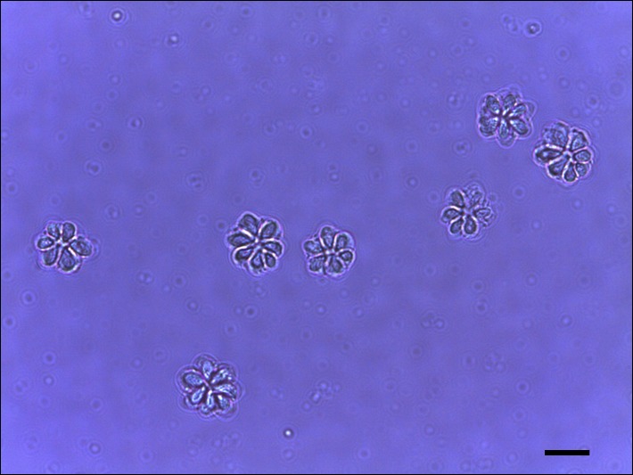 File:Parasite150085-fig2 Kudoa septempunctata spores from olive flounder (Paralichthys olivaceus).tif