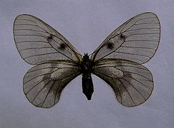 Dark female from the Alps, P. m. hartmanni