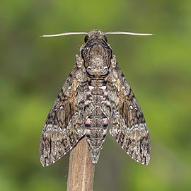 Pink-spotted hawk moth Agrius cingulata ♂ England, UK