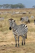 Plains zebras