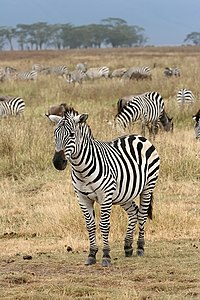 A Plains Zebra, Equus quagga in the Ngorongoro Crater in Tanzania