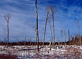 Poplar growing on muskeg