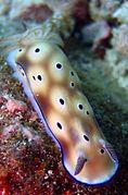 Hypselodoris tryoni（英语：Hypselodoris tryoni）