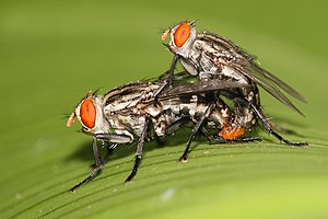 Mating flesh flies