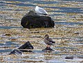 Mallard and Herring Gull at Lunderston Bay