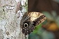 Caligo telamonius in Costa Rica