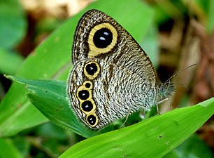 Ventral view