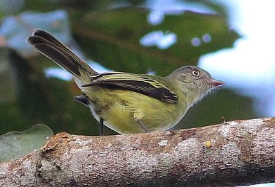 Red-billed Tyrannulet (Q1271391)