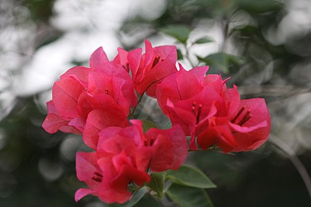 เฟื่องฟ้า:Bougainvillea