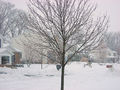 5 An ice covered tree in Harrisburg, Pennsylvania