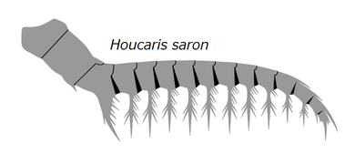 Frontal appendage of H. saron