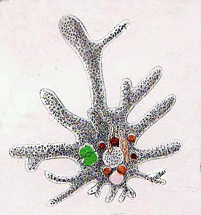 Naked amoeba (i. e. not testate) showing food vacuoles and ingested diatom