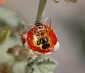 Western honey bee on a Sphaeralcea flower. Mesa, Az