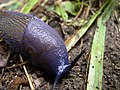 The mantle and the head of this slug Bielzia coerulans is smooth, while the rest of the body is tubercled.