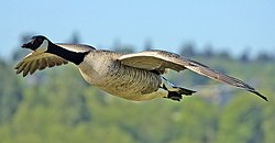 Canada goose