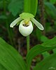 The sparrow's-egg lady's-slipper (Cypripedium passerinum)