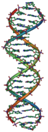 Structural image of DNA