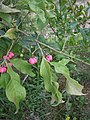 Euonymus europaeus fruits