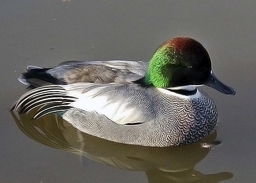 Falcated Duck at Slimbridge Wildfowl and Wetlands Centre