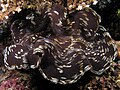 Fully opened giant clam from Komodo National Park