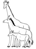 Giraffa camelopardalis, †Samotherium, and Okapia johnstoni