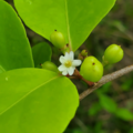Gymnosporia thompsonii flower and fruits, Dededo, Guam